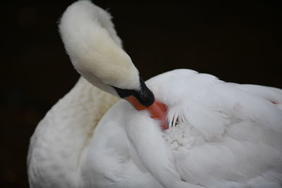 Close-up of white swan