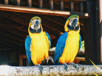 Two birds perching on wood