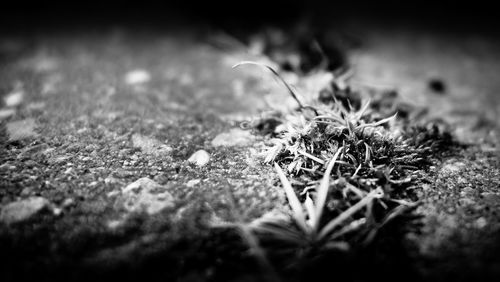 Close-up of grass growing on field