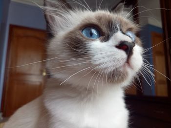 Close-up portrait of cat at home