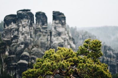 Plants growing on rocky mountains against sky