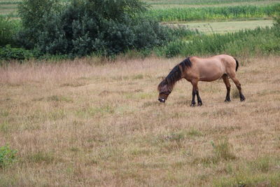 Horse standing in a field