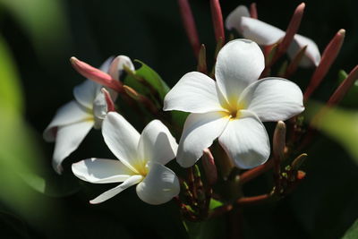 Close-up of white flowers in park