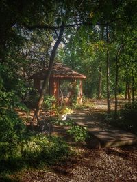 Trees in forest