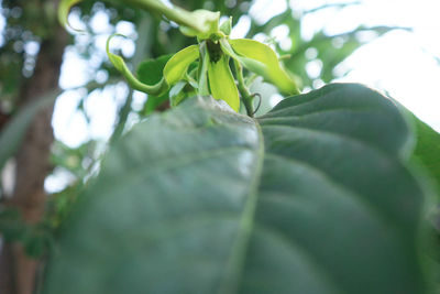 Close-up of fresh green leaf