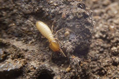 Close-up of insect on rock