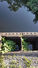 Close-up of plants against blurred background