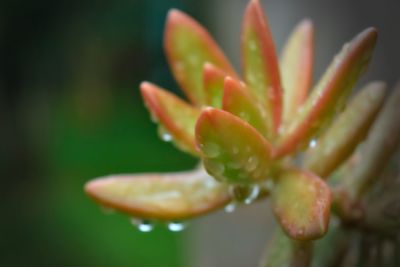 Close-up of water drops on flower