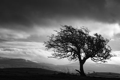 Silhouette tree on field against sky