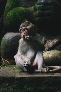 Portrait of man sitting outdoors