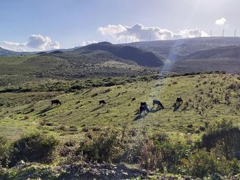 Scenic view of landscape against sky