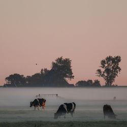 Horses in a field