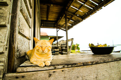 Cat relaxing on wooden porch