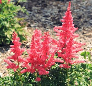 Close-up of red flowers