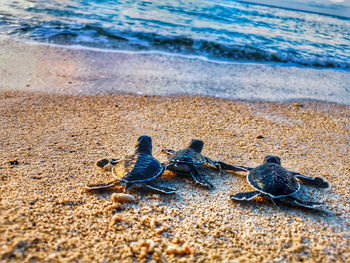 High angle view of baby turtles on beach. 