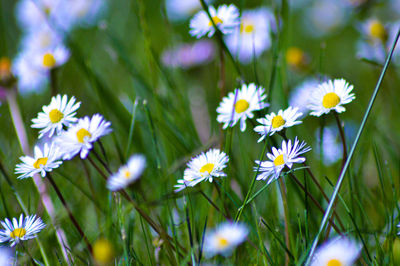 Close-up of white daisy flowers on field