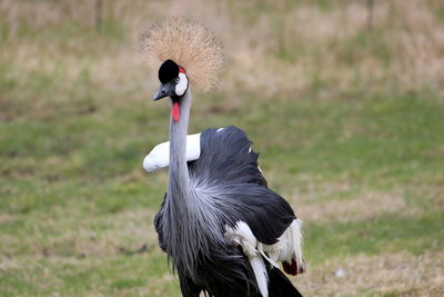 Close-up of bird on field