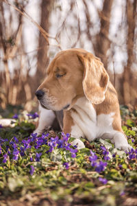 Close-up of a dog looking away