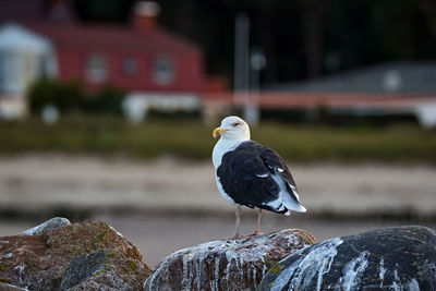 Seagull perching on rock