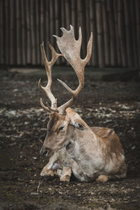 Deer in a field