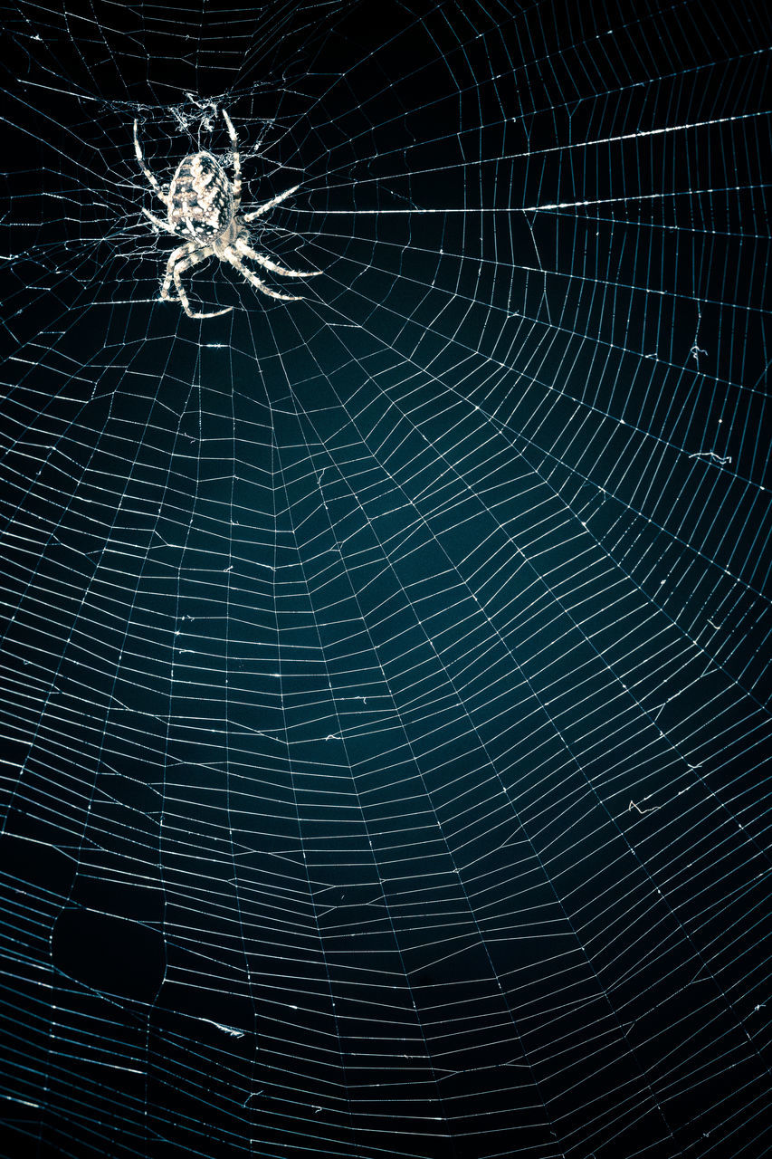 FULL FRAME SHOT OF ILLUMINATED WEB