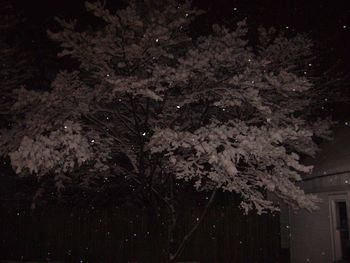 Low angle view of tree against sky at night