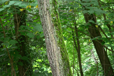 Low angle view of bamboo trees in forest