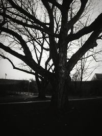 Bare trees on landscape against sky