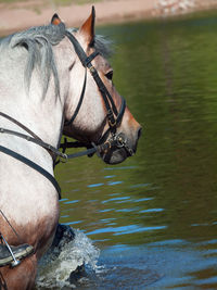 Horse running in lake