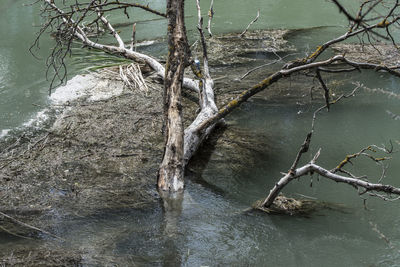 Bare tree by lake in forest