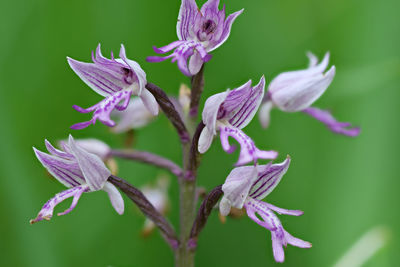 Close-up of purple flowering plant