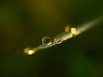 Close-up of water drops on blade of plant