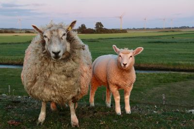 Portrait of sheep on field