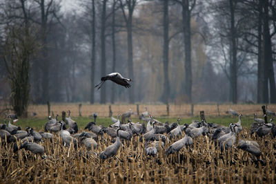 Flock of birds against trees