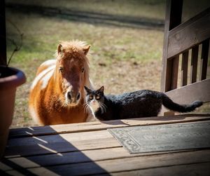 Horses in a farm