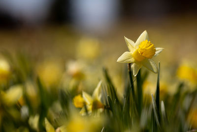 Close-up of yellow flowering plant on field