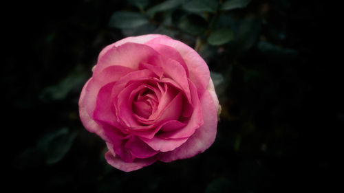 Close-up of pink rose