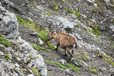 View of sheep on rocky mountain