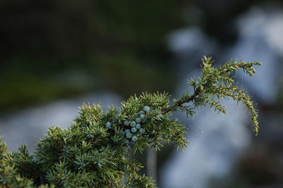 Close-up of tree against sky