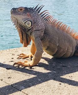 Side view of a turtle on beach