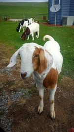 Close-up of cow on field