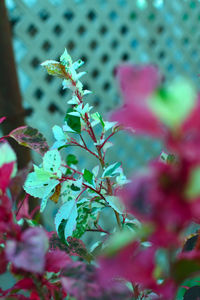 Close-up of butterfly on plant