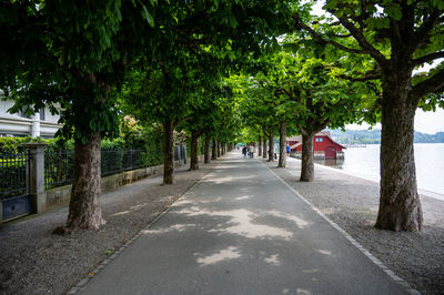 Road amidst trees in city