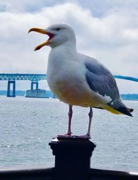 Seagull perching on wooden post against sky