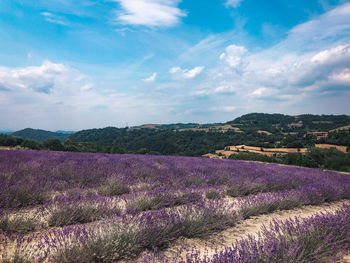 Scenic view of flowering plants on field against sky