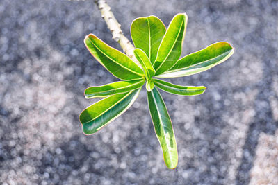 High angle view of plant