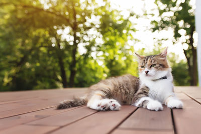 Portrait of cat resting