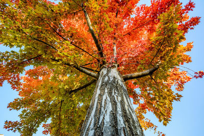 Low angle view of tree against sky