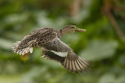 Close-up of bird flying against blurred background