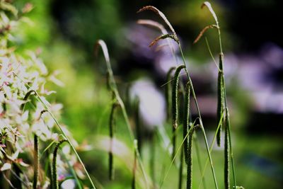 Close-up of grass growing in field